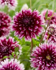 2 - ALAUNA CLAIR OBSCUR Cactus Dahlia Bulb Tuber Clumps  * STUNNING VARIETY