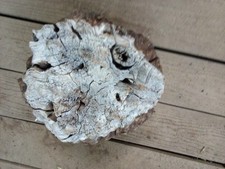  013 Manzanita Burl Root Wood Projects