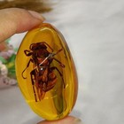 Beautiful Amber Hornet Fossil Insects Manual Polishing50