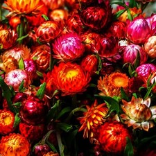 2500 Perennial Strawflower Seeds for Planting-Straw Flower Seeds-Shade