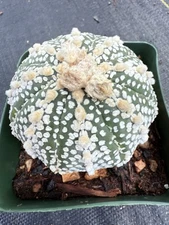 Astrophytum Asterias Super Kabuto  Great Large Tufts Just Beautiful!! 4” Pot