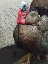 Full-Strut Eastern Turkey Mount Taxidermy – Excellent Condition -Ready Trophy 