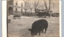 BLACK PIG WINTER SNOW FARM WAGON c1910 real photo postcard rppc ~iowa ia