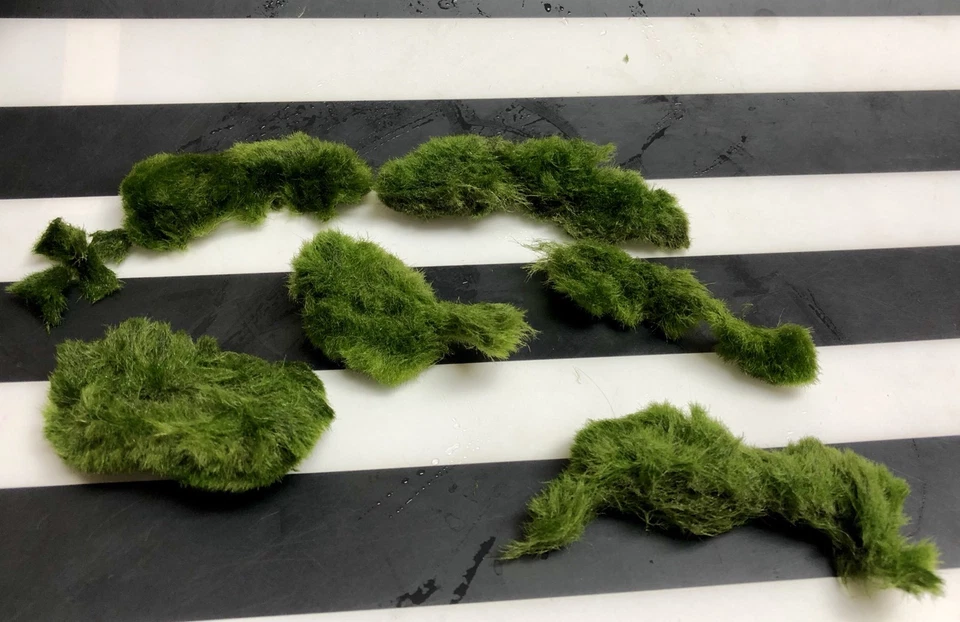 Marimo Moss 6 Balls Pieces 3cm-6cm Cladophora Live Plant Aquarium in USA. - Image 3 of 4