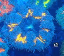 Rock Flower Anemone No 65