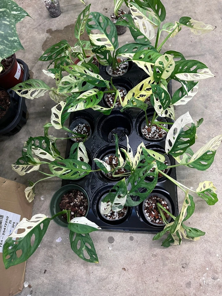 Corte Monstera Adansonii Albo, planta enraizada Monstera Adansonii Albo Foto 3 de 4