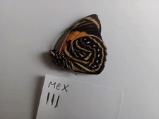 PREPONA (Agrias)  AMYDON OAXACA s.sp, A1  MALE data Mexico.LIMITED STOCK!