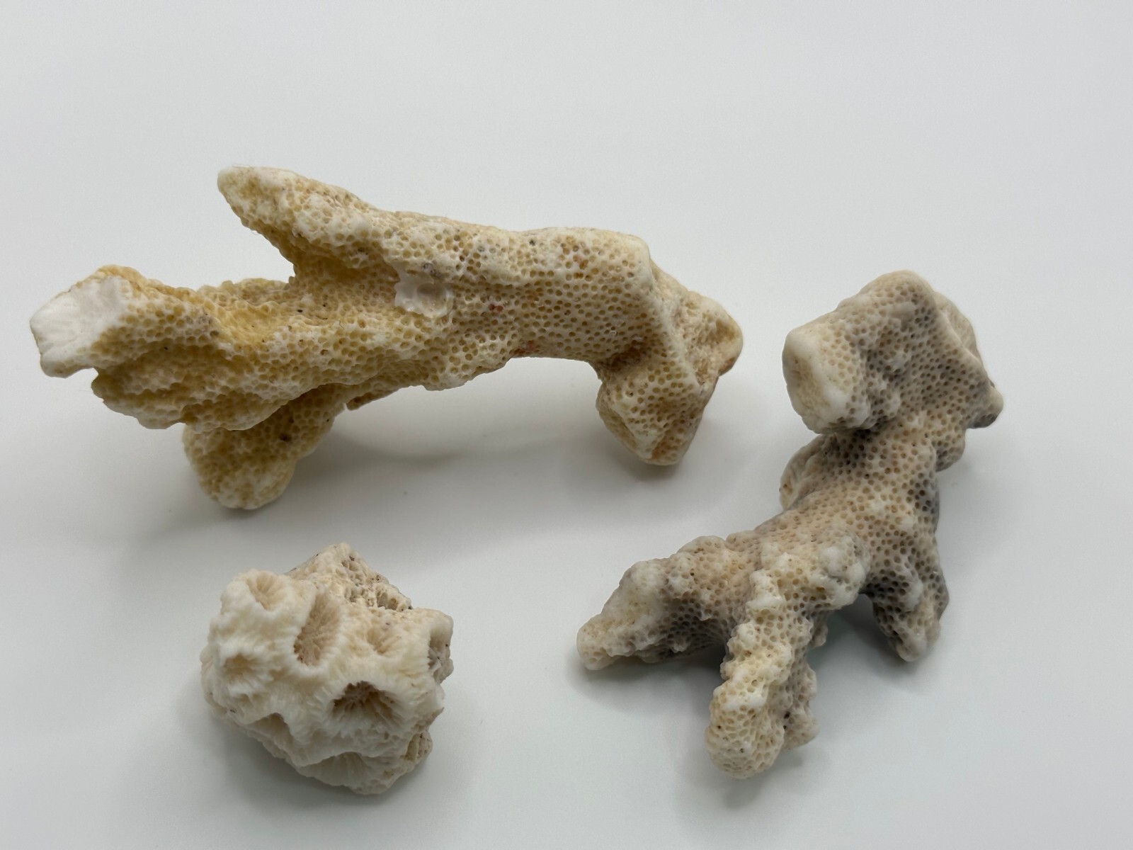 Pure Unique Natural Dead Sea Stones Coral Reef Fossils Four Small Rocks