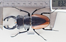 j69333. Insects, Lucanidae: Odontolabis Cuvera sp. Vietnam Central. 83mm 