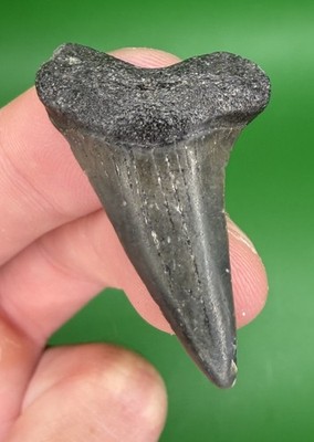 Quality 1.48  Glossy Mako Shark Tooth Fossil from SC