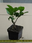 BARRY'S BOUNTIFUL Tropical Hibiscus -- Plant in 4.5" pot — photo 2