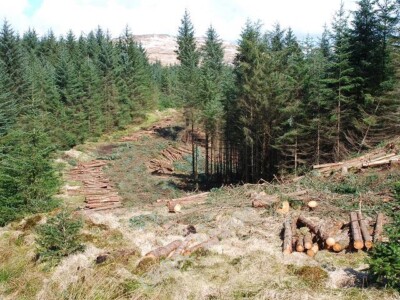Foto 6x4 Fällungen entlang der Fahrt Allt Raineach Bäume werden auch gefällt c2010