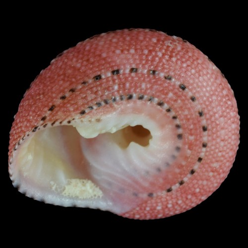 CLANCULUS PUNICEUS (South of Mozambique) 19.7mm #47375 - Picture 4 of 4