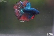 LIVE BETTA MALE LONG TAIL RED SAMURAI  | BOM-A434