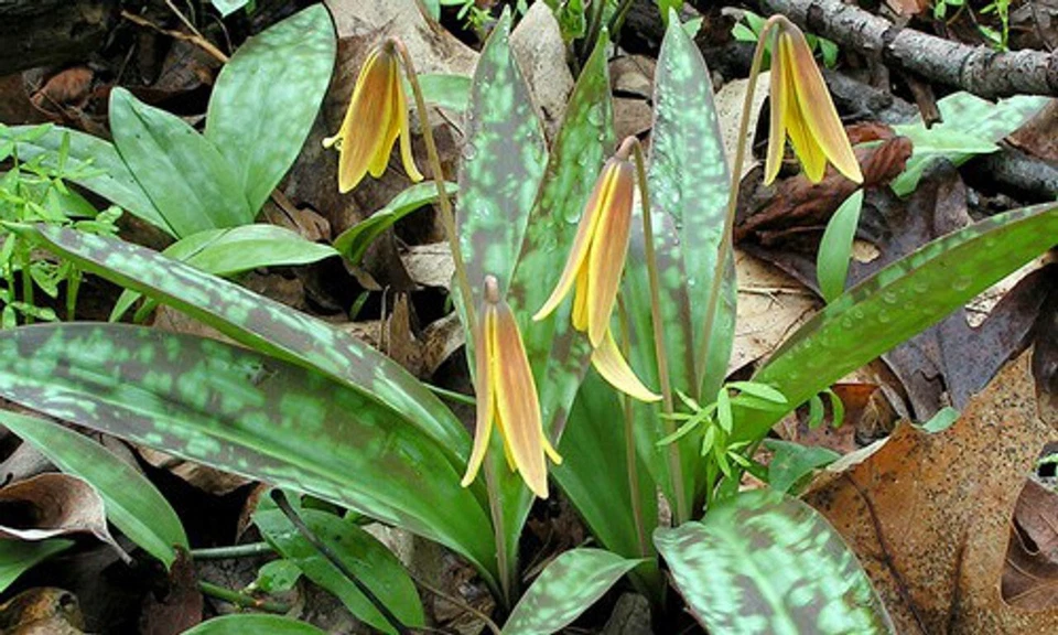 Trout Lily Erythronium Americanum Perennial Bare Root Live Plant Outdoor Garden - Image 4 of 4