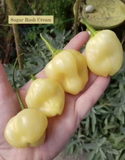 Sugar Rush Cream Hot Pepper 10 Organic Seeds *Free Shipping*