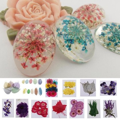 10 Stck. Getrocknete Gepresste Blumen Zum Selbermachen Scrapbooking Basteln