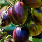 Brads Atomic Grape Tomato Seeds Heirloom Non GMO Free Ship 1297