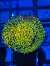 CE- WYSIWYG WWC Stellaria Chalice Coral Frag Live Coral LPS SPS #R1GN8