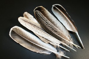 6-pcs-Wild-Turkey-Wing-Quills-Nature-Feathers-Wing-material-Fly-Tying-Materials