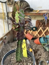 Euphorbia Royal Red Trigona 7.5”Tall #571Y Cactus/Succulent