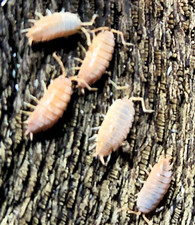 25 Live Powder Isopods - Organically Raised Bioactive Terrarium Clean-Up Crew
