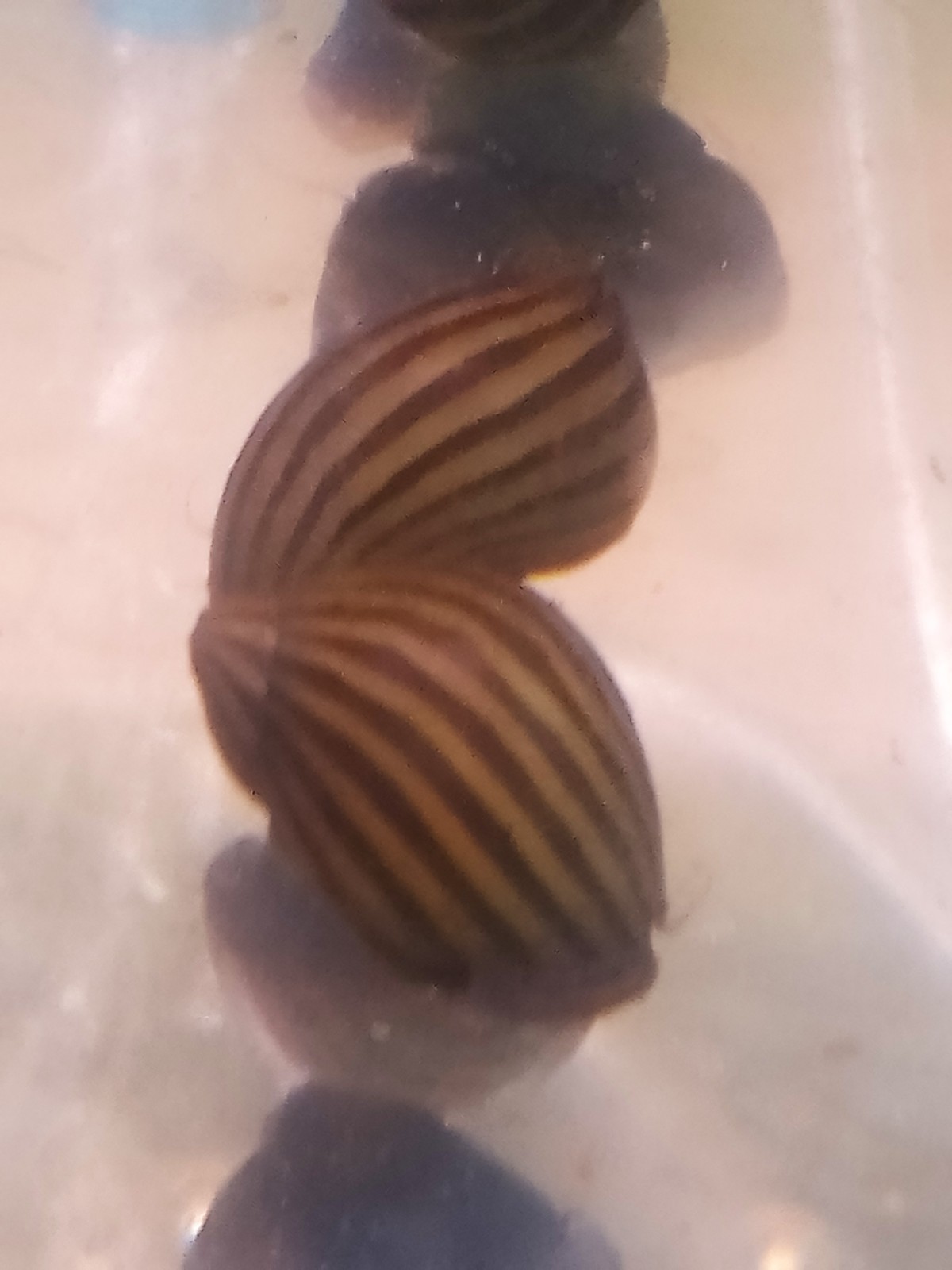 Lumaca Neritina Zebra Mangia Alghe Acquario Dolce Piante Pulizia Vetri Fondo
