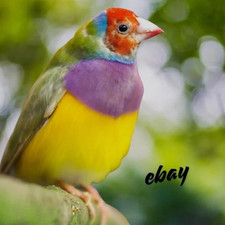 Digital Image Picture Photo Wallpaper Background Desktop Art Bird