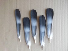 8 Taubenfedern, Naturfedern