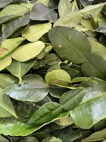 5 Oz FRESH Kaffir Lime Leaves Southeast Asian Herbs ORGANIC