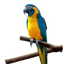 Wood Bird Perch Stand,Playground, Bird Play Gym Wood Perch Stand Y 7" x 5"  in