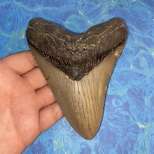 MEGALODON SHARK TOOTH 5.29 HUGE TEETH MEG SCUBA DIVER DIRECT FOSSIL NC 1936