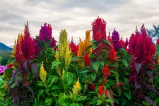 Amaranth seeds 10000 seeds Amaránthus tall mix Ukrainian organic SW829 +TRACK №