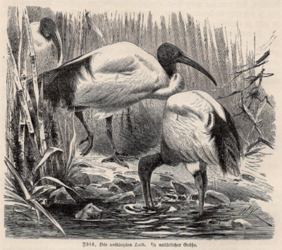 SACRED IBIS - Ibis aethiopica Egypt Birds 1883 Antique Engraving