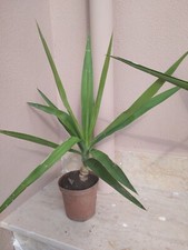 Yucca , Pianta Della Felicità, Tronchetto Della Felicità