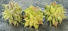 LOT OF 3 FAUX GREEN FLOCKED SUCCULENT FLOWERS  19