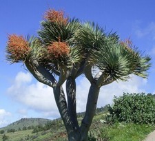 SAMEN DRACHENBLUTBAUM Zimmerpflanzen grell Drachen-Baum Veranda Top Saatgut Top