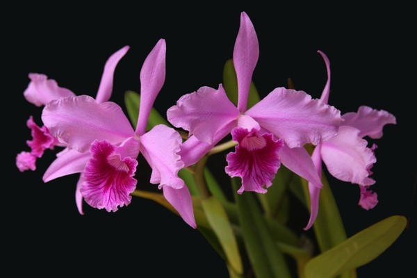 Laelia lobata Orchid species Blooming size Very Rare