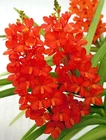 Ascocentrum curvifolium, Flowering Size, Orchid Plant, RARE