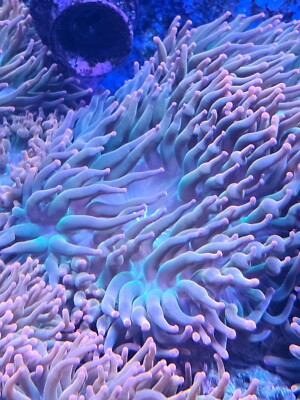 rainbow bubble tip anemone
