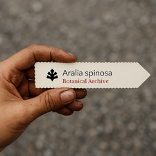 Aralia spinosa SEEDS - Devil's walking stick | Hercules' club