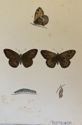 Farfalle Litografie Rostbinde Hipparchia Semele Schmetterling Farfalla Ca. 1870