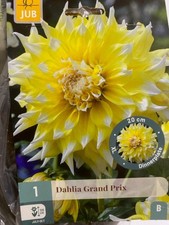 Dahlia Grand Prix -Tubers ,Dinnerplate Dahlia ,Flower , Plant , Garden , Summer
