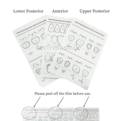 Dental Composite Build Up Resin Filling Template Teeth Morphology Board Model