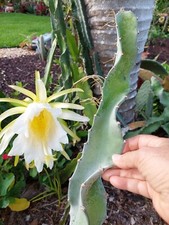 Hylocereus undatus Dragon Fruit Cactus Vine,  8" Cutting
