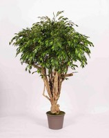 Artplants Deko Birkenfeige Lisenka, Echtstamm, GrüN, 200Cm
