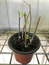 Goji Berry Plant 5 Cuttings With Pot Live Plant Ready To Plant