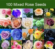 500Pcs Rose Flower Seeds Mixed 20 Kind Perennial Flower for Home Garden Planting