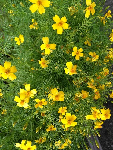 Lemon Gem Signet Marigold 100 Seeds Tagetes tenuifolia Mexican Marigold Flower - Picture 2 of 3