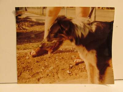 1983 VINTAGE FOUND PHOTOGRAPH COLOR ART OLD PHOTO DOG PROFILE WOMAN FEET SANDALS